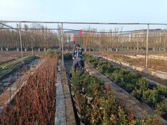 Üretim Fidanlığında Yetiştiriliyor, Kocaeli’de Binlerce Fidan Toprakla Buluşuyor