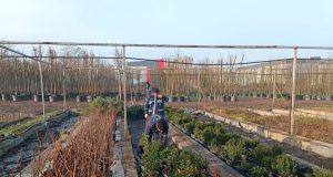 Üretim Fidanlığında Yetiştiriliyor, Kocaeli’de Binlerce Fidan Toprakla Buluşuyor