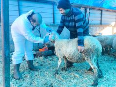 Giresun’dan Büyük Başarı: Türkiye 12’ncisi, Karadeniz’in İlk Ari Koyunculuk İşletmesi