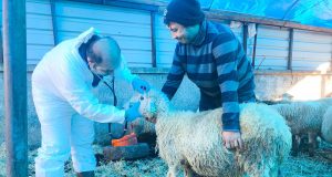 Giresun’dan Büyük Başarı: Türkiye 12’ncisi, Karadeniz’in İlk Ari Koyunculuk İşletmesi